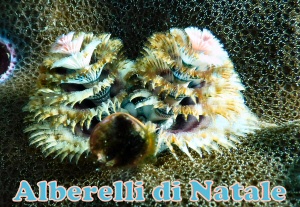 Alberelli
